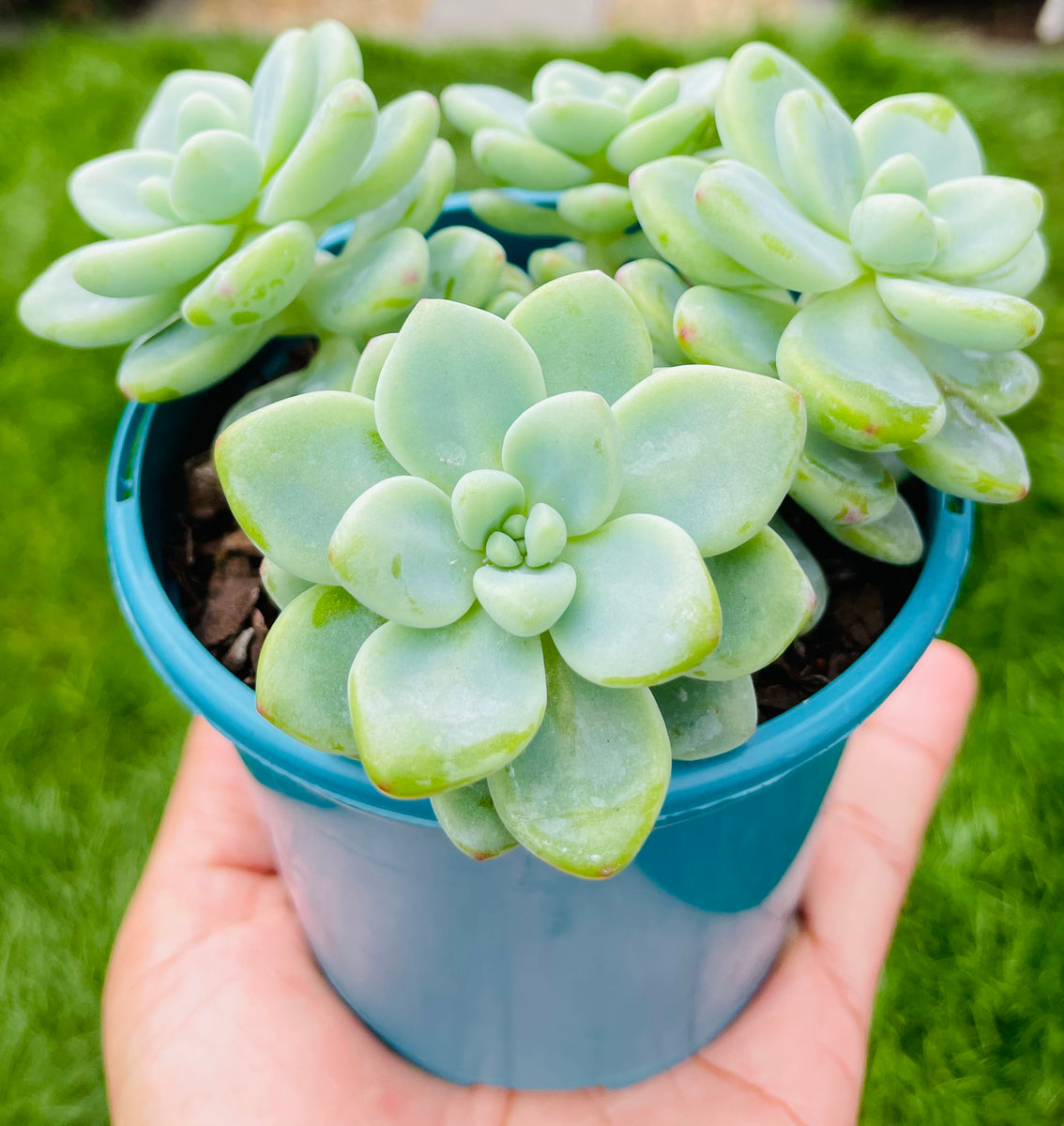 Individual cutting "Sedum Clavatum Peas in a Pod" The Succulent