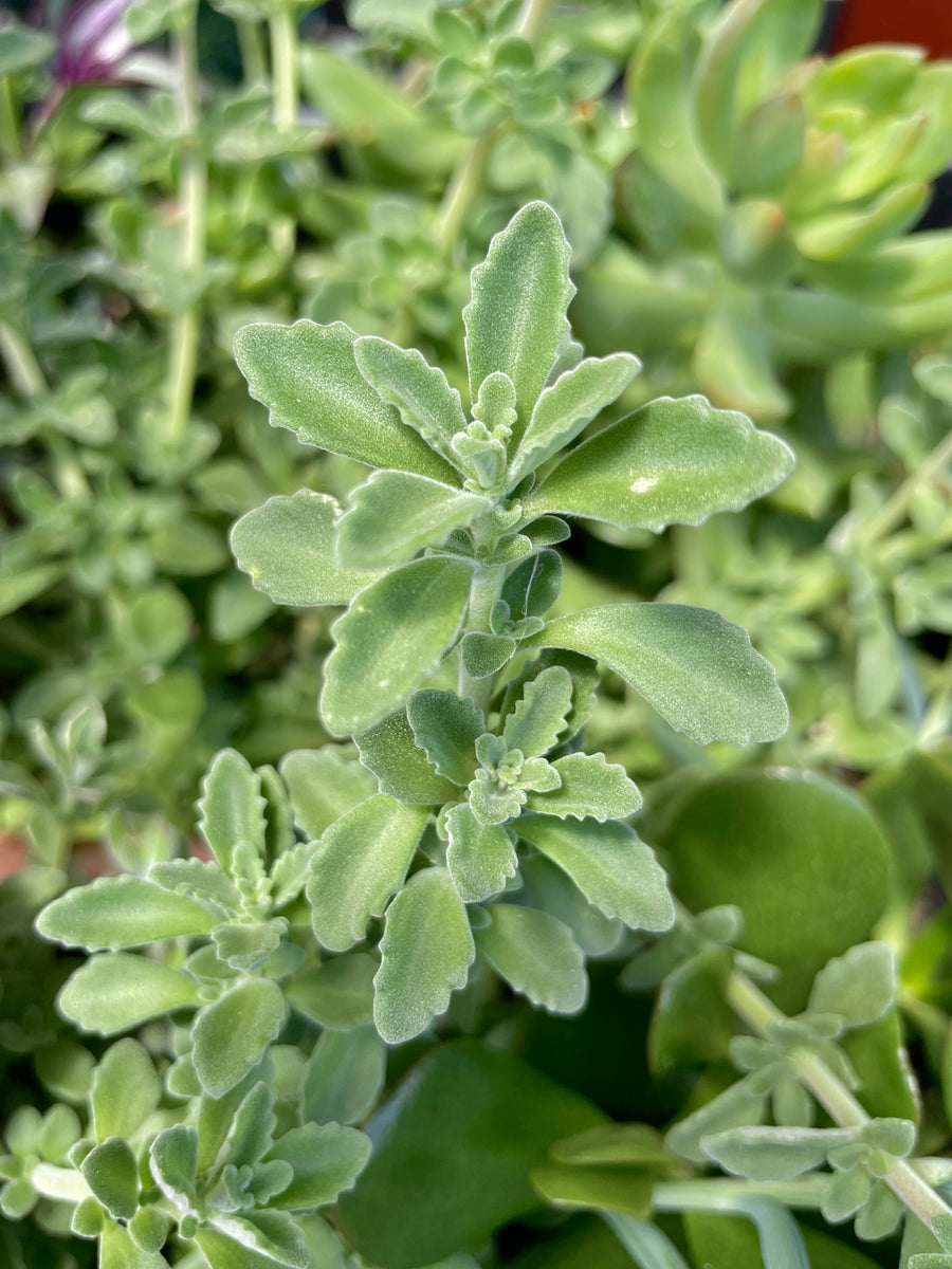 vicks plant succulent Individual cutting - "Plectranthus Hadiensis