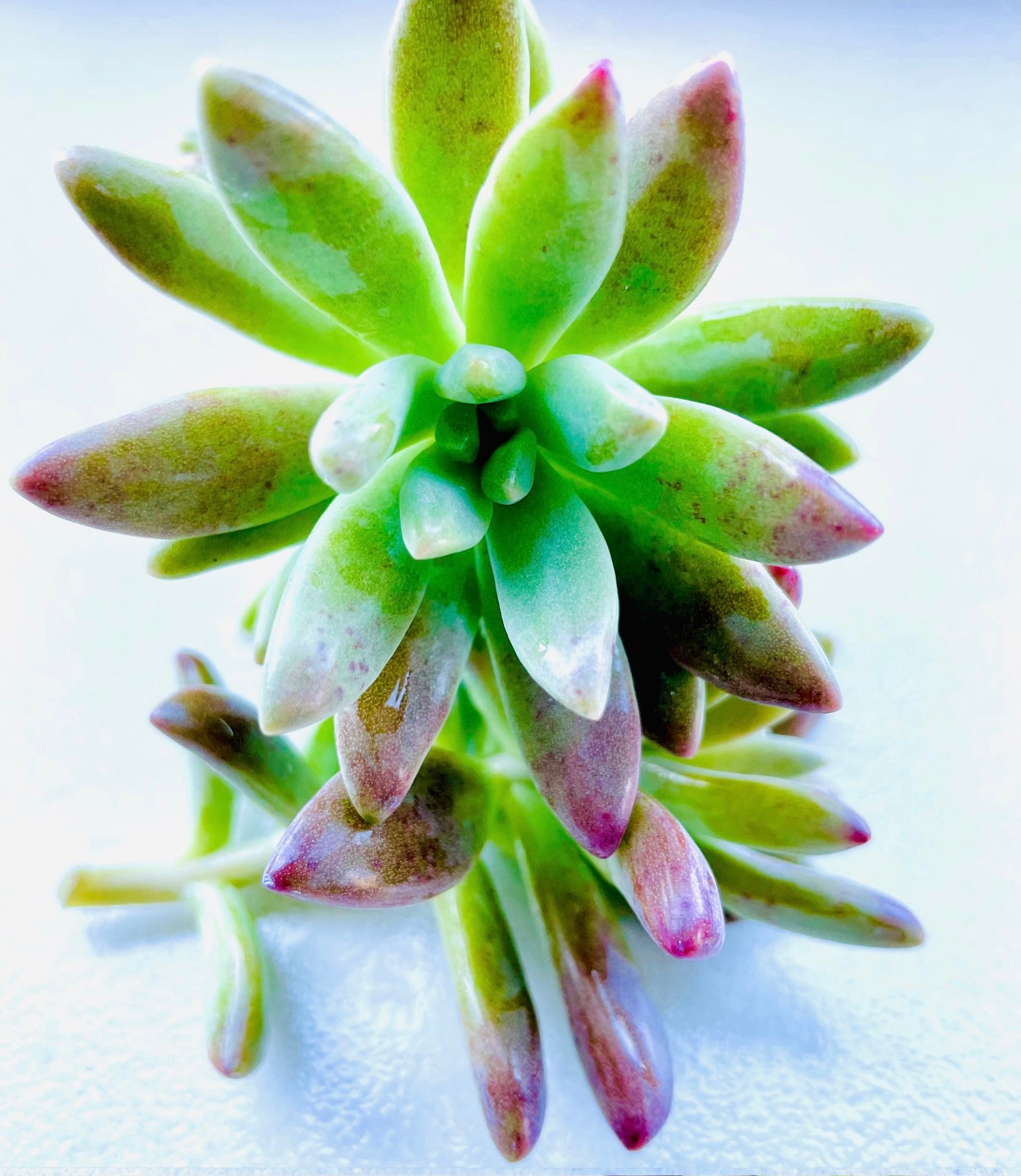 Individual cutting - "Sedum Sediforme/Pale Stonecrop"