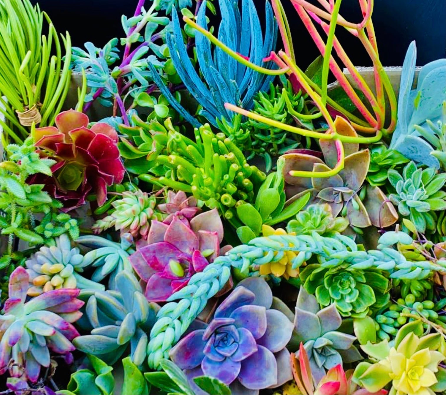 colorful succulent cuttings Succulent cuttings