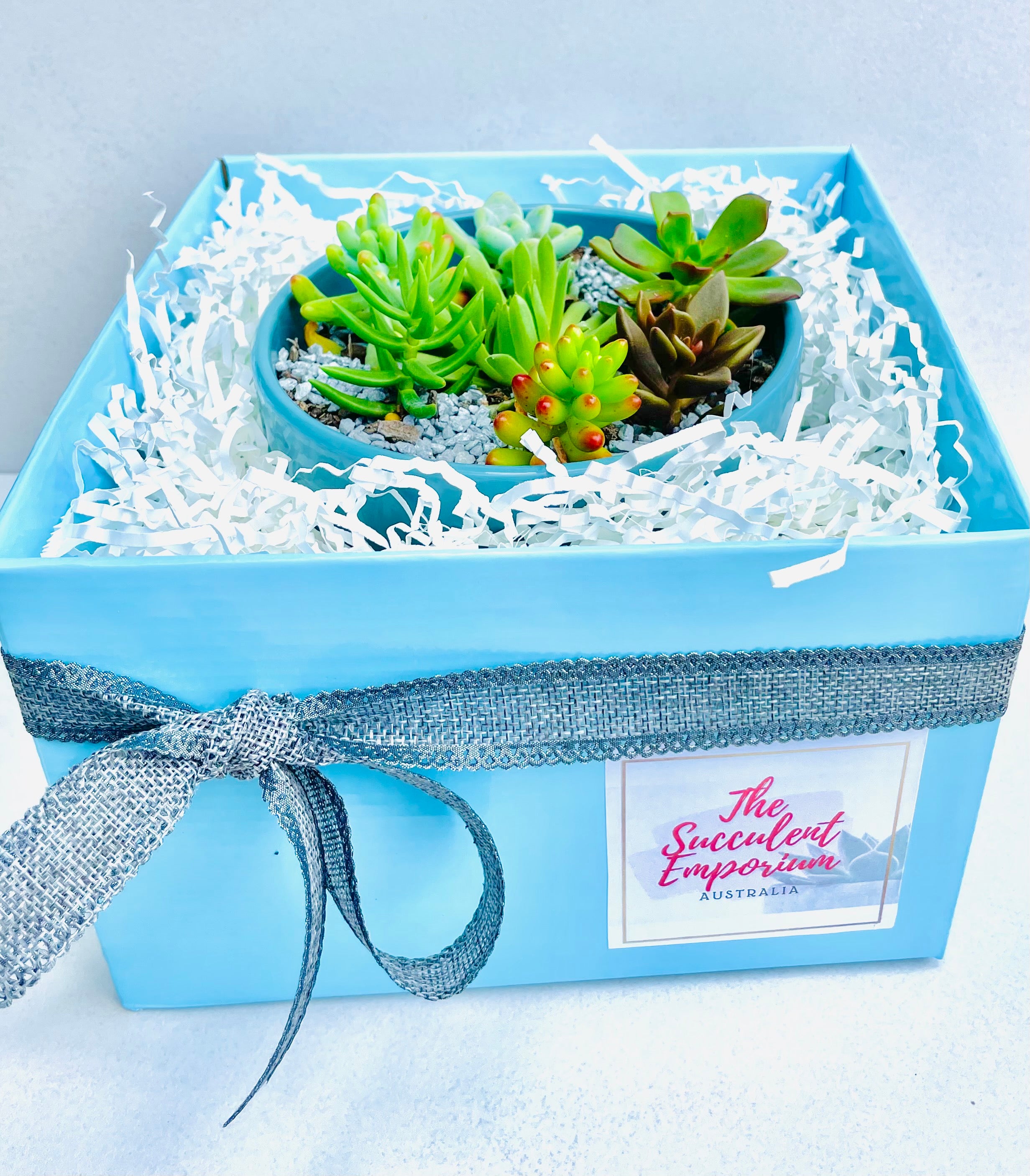 succulent emporium Succulent Bowls – The Succulent Emporium Australia