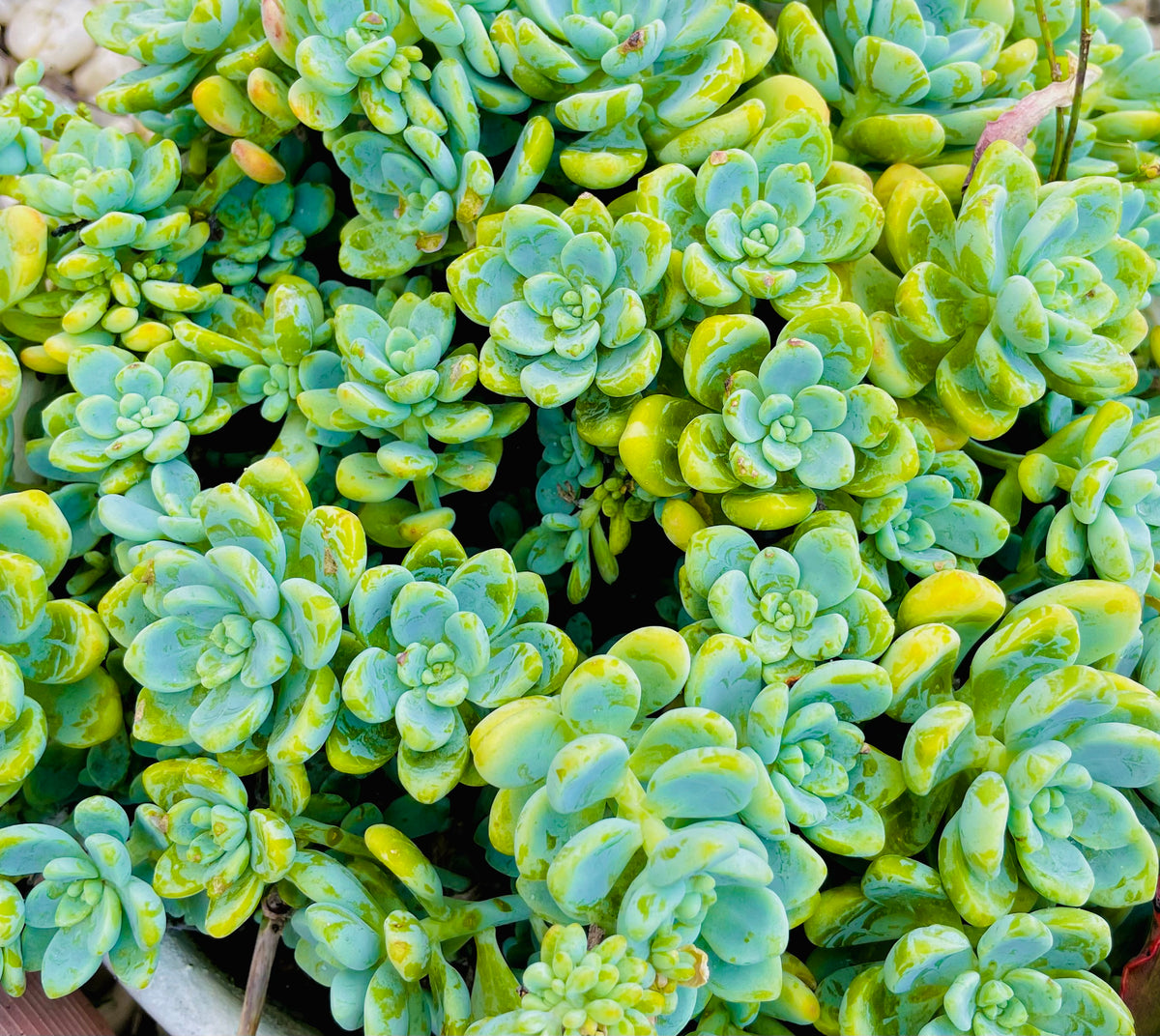 Individual cutting "Sedum Clavatum Peas in a Pod" The Succulent