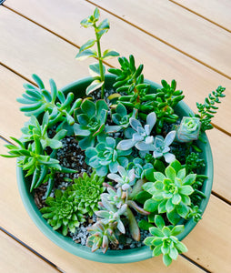 succulent emporium Succulent Bowls – The Succulent Emporium Australia