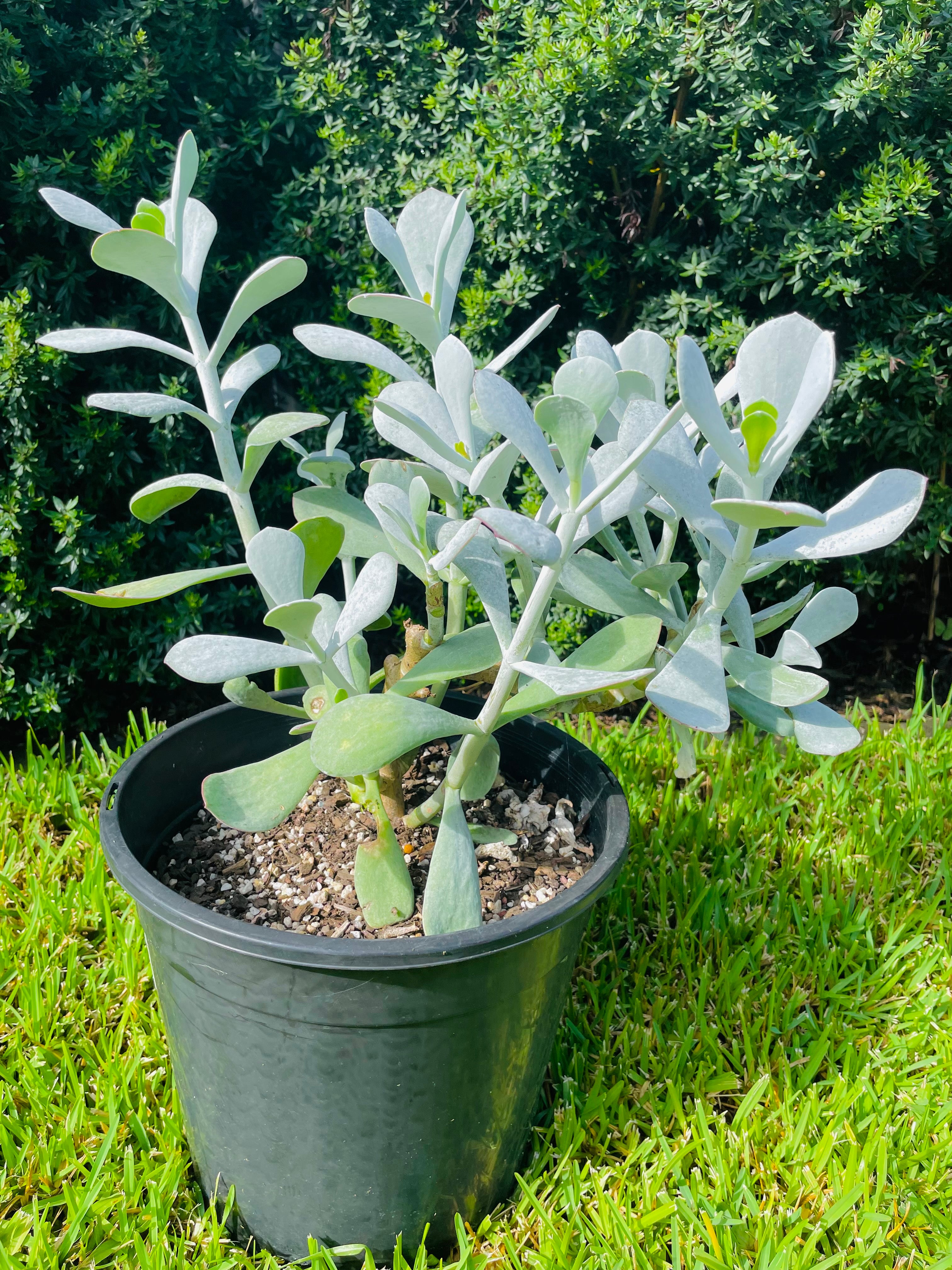 pigs ear succulent Individual cutting - "Cotyledon Orbiculata