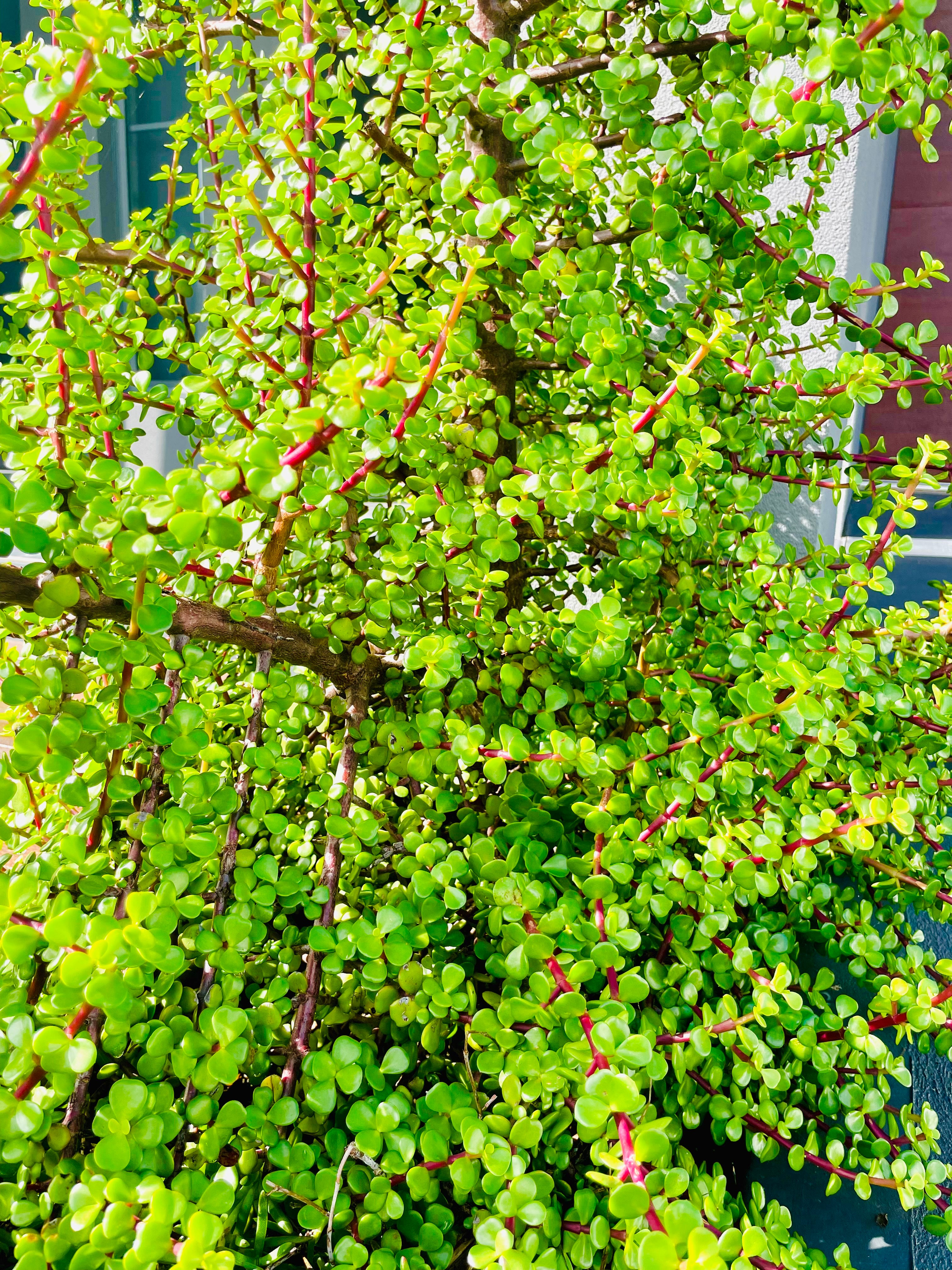 buy portulacaria afra australia Individual cutting