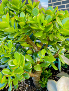 jade plant purple tips Individual cutting - "Crassula Ovata