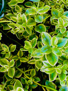 Individual cutting - "Heartleaf iceplant - Mesembryanthemum Cordifolium"