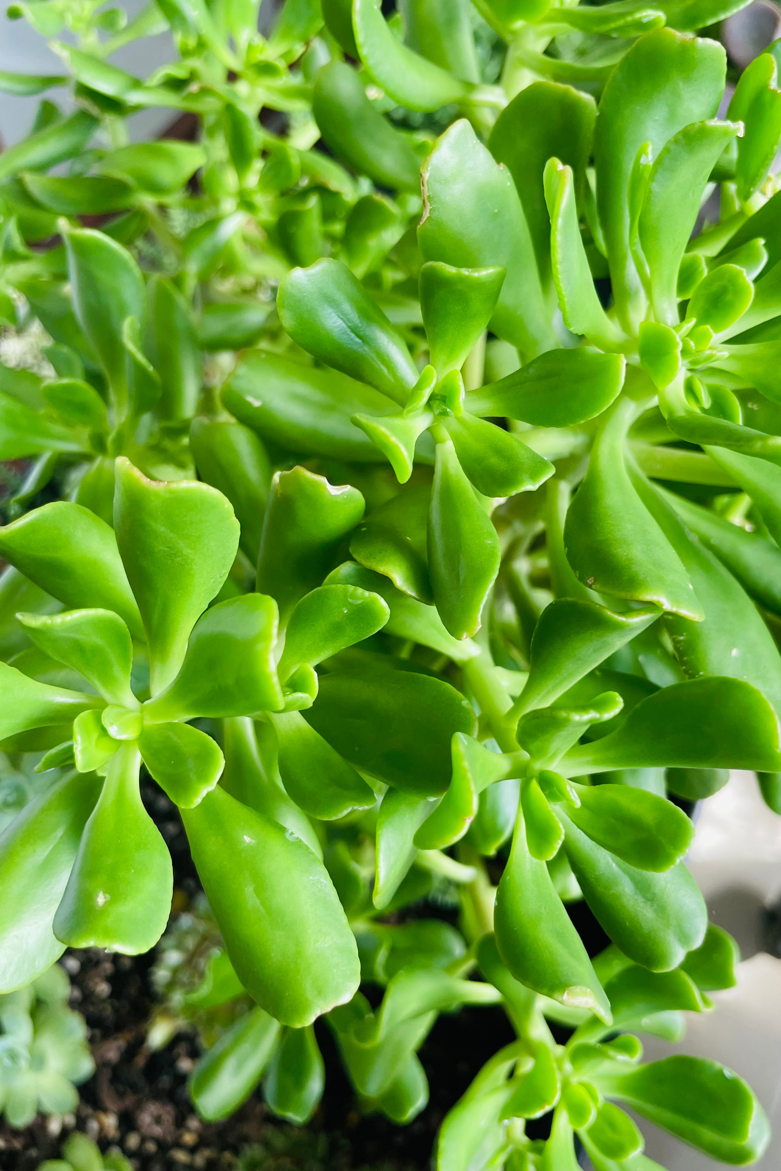 Individual cutting - "Sedum Dendroideum - Tree Stonecrop"