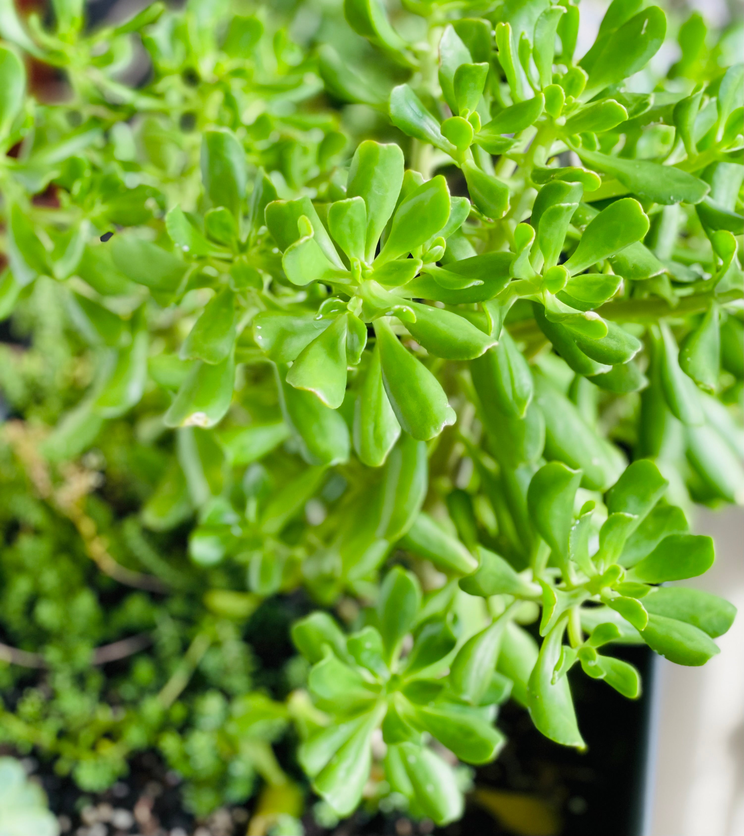 Individual cutting - "Sedum Dendroideum - Tree Stonecrop"