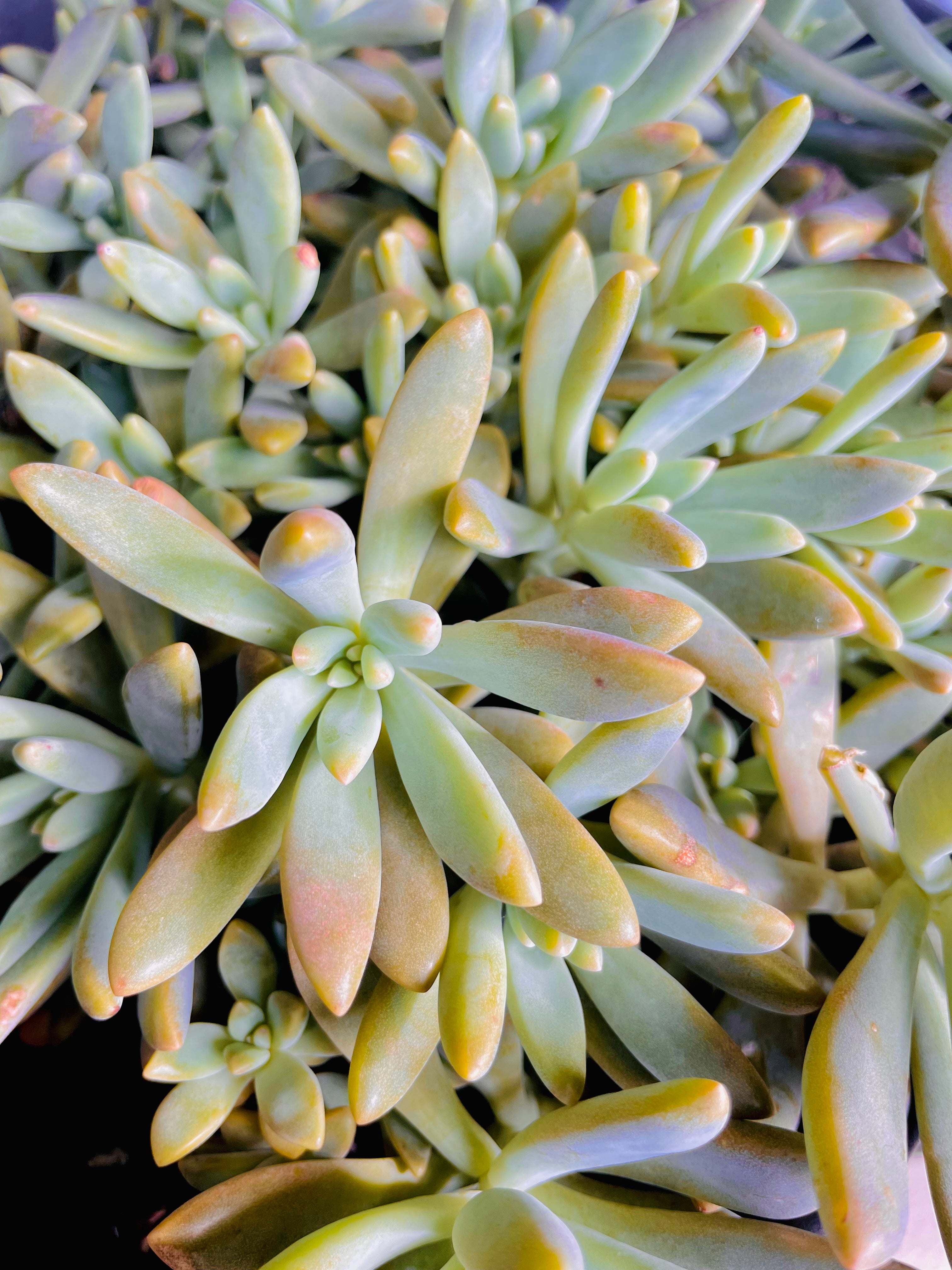 sedum sediforme succulent Individual cutting