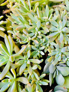 Individual cutting - "Sedum Sediforme/Pale Stonecrop"