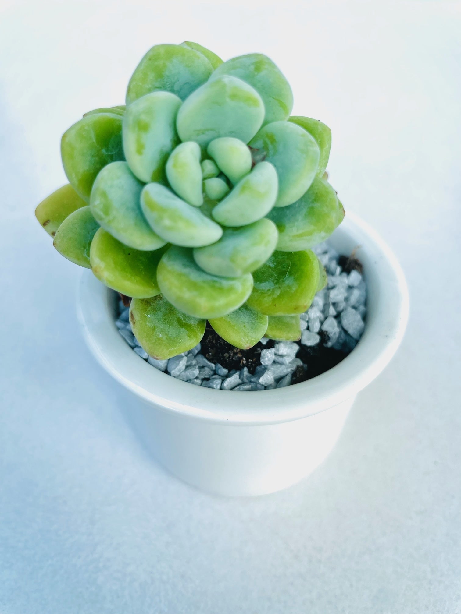 Individual cutting "Sedum Clavatum Peas in a Pod" The Succulent