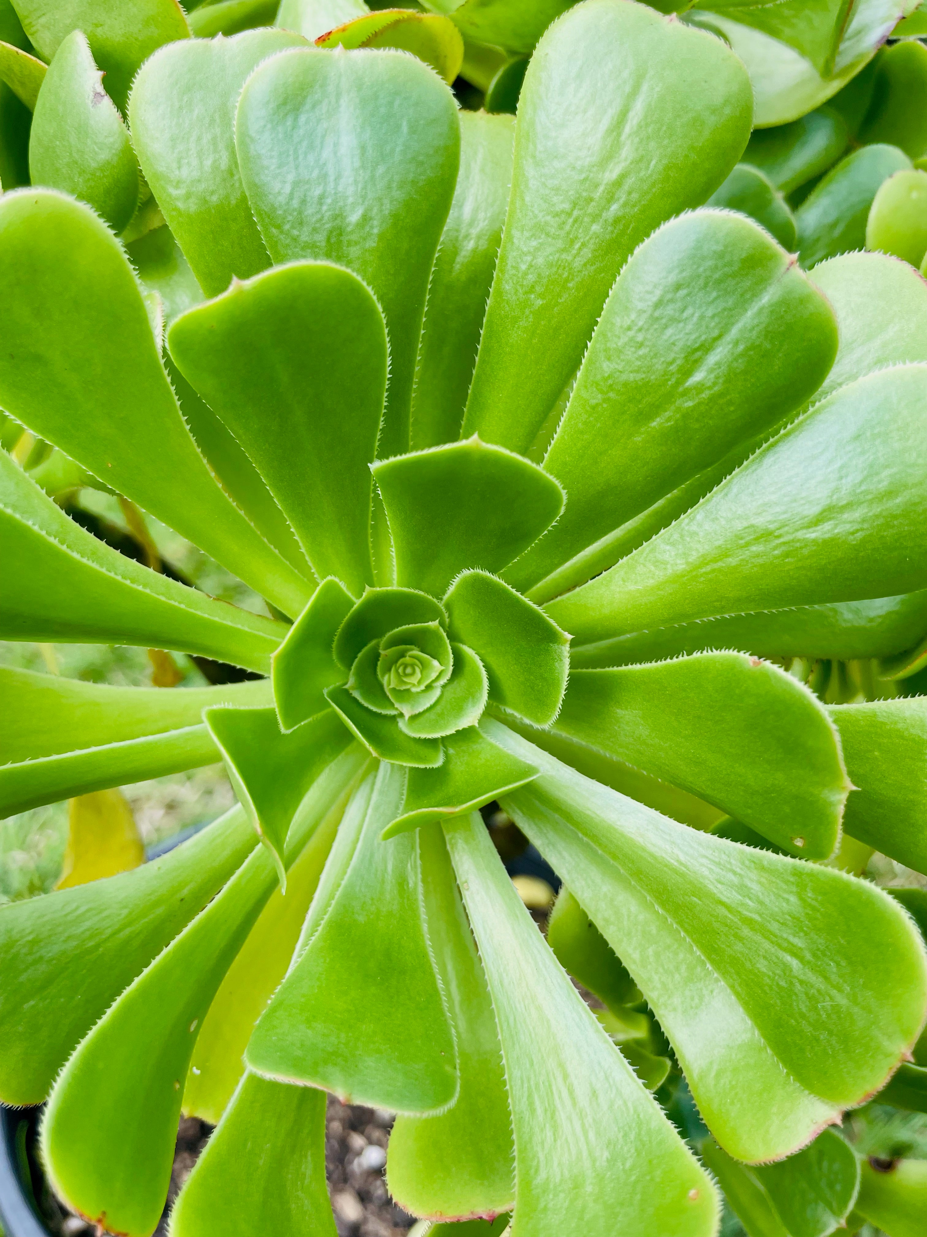 Individual cutting - "Aeonium Arboreum - Tree Aeonium"