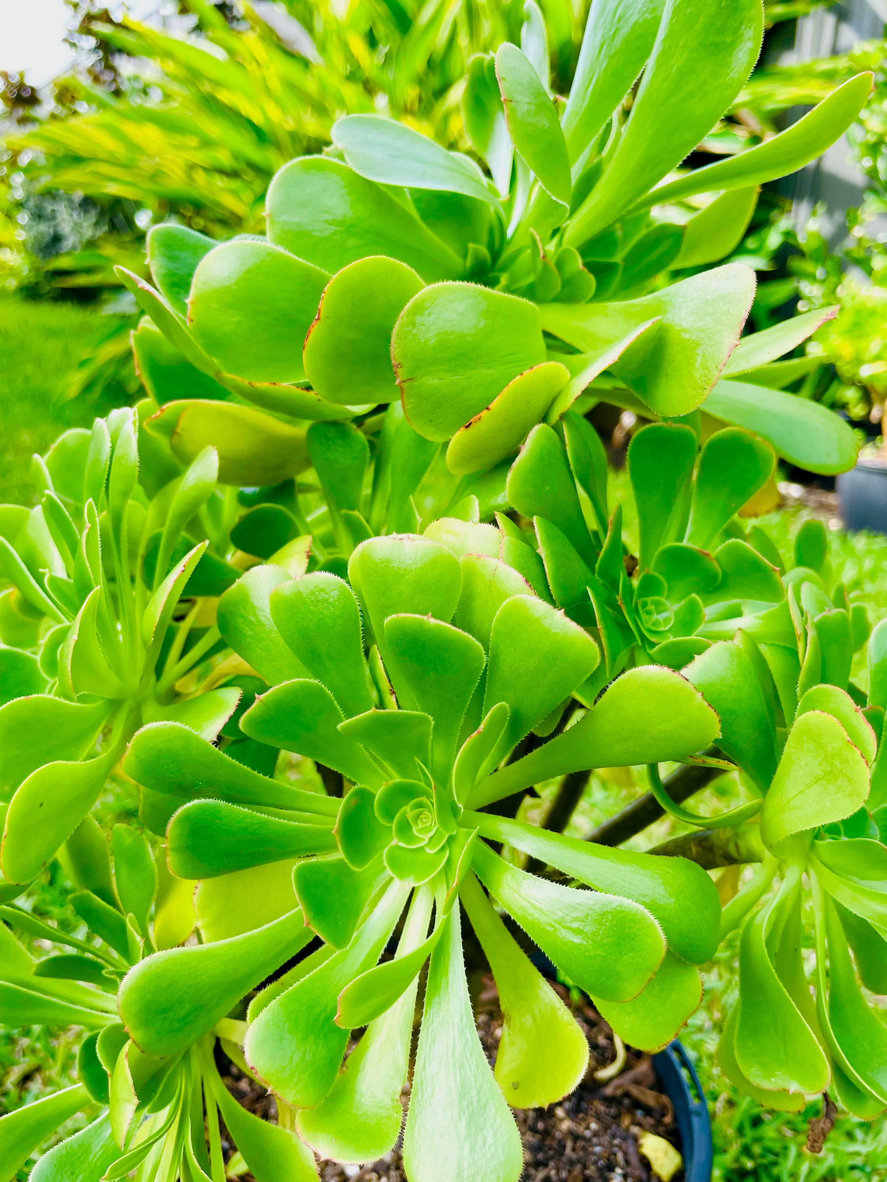 Individual cutting - "Aeonium Arboreum - Tree Aeonium"